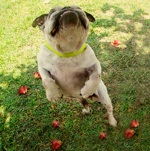 hospedaje de mascotas